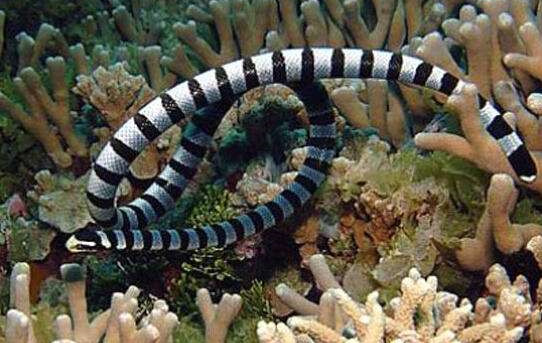 有毒蛇的蛇是真的吗,有毒蛇的小说大全