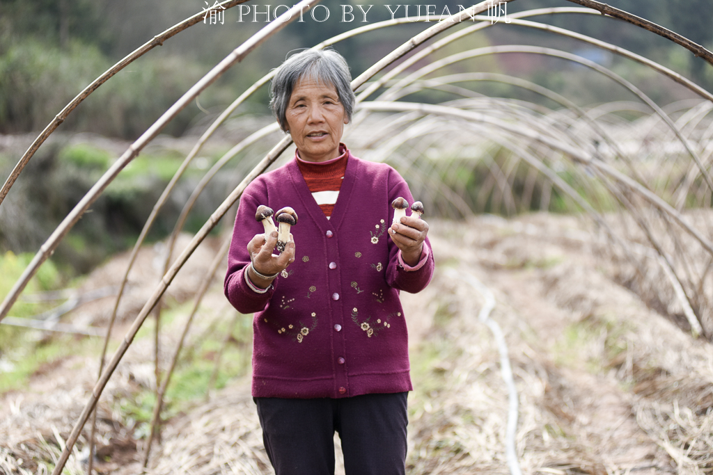 受新冠疫情影响，重庆潼南10万斤姬松茸销售受阻，老板欲哭无泪