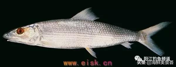 中国本土最便宜的鱼10种,哪些鱼档次又高又便宜