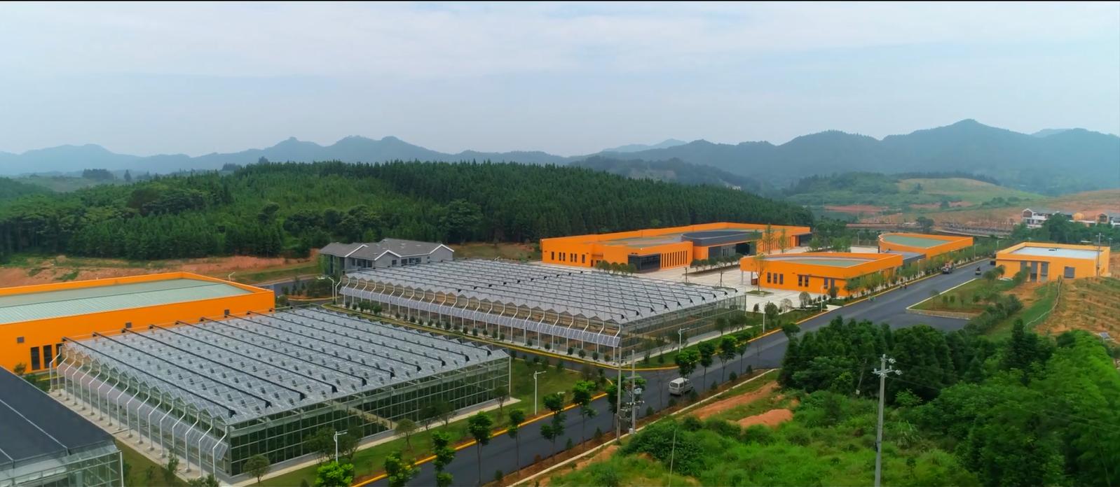 浙江高山甜桔柚,浙江绿色甜桔柚