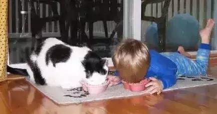 为什么说养猫对孩子有益,为什么有的人养猫养鸟容易养的好