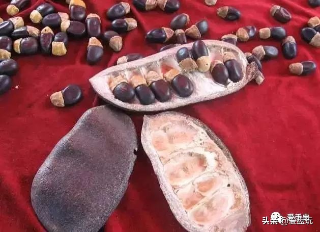 滴血莲花菩提盘玩前后对比效果图,21颗菩提手串盘玩