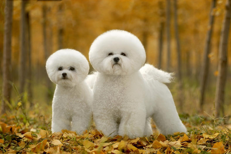 贵宾犬香槟色褪色成白色,贵宾犬颜色越来越浅怎么办