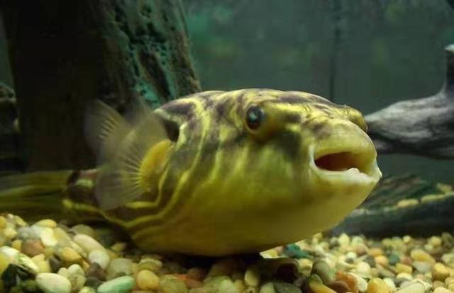 鱼饲料是给懒人用的，还原活食的老三样，回归观赏鱼的自然食谱