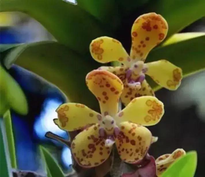 史上最全的兰花鉴赏,兰花品种之精品欣赏