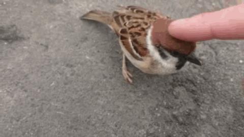 大象还没走,貉又来了!上海100多个小区出现,长得很像小浣熊?