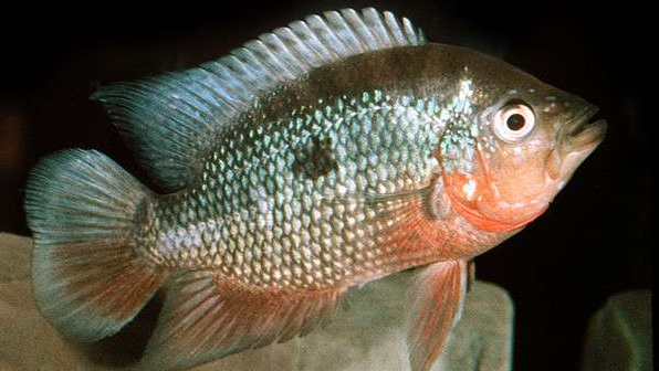 慈鲷品种,慈鲷类型