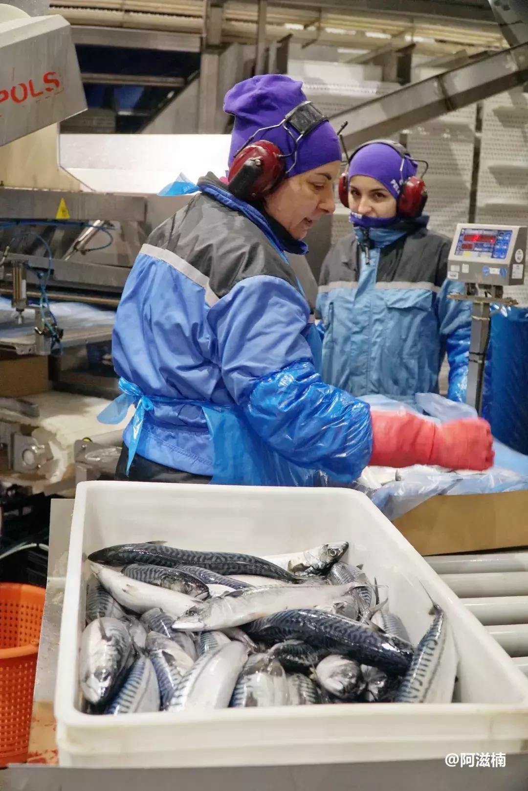 为了吃最贵的鱼你们会驱车多远,世界上最难吃的鱼青花鱼