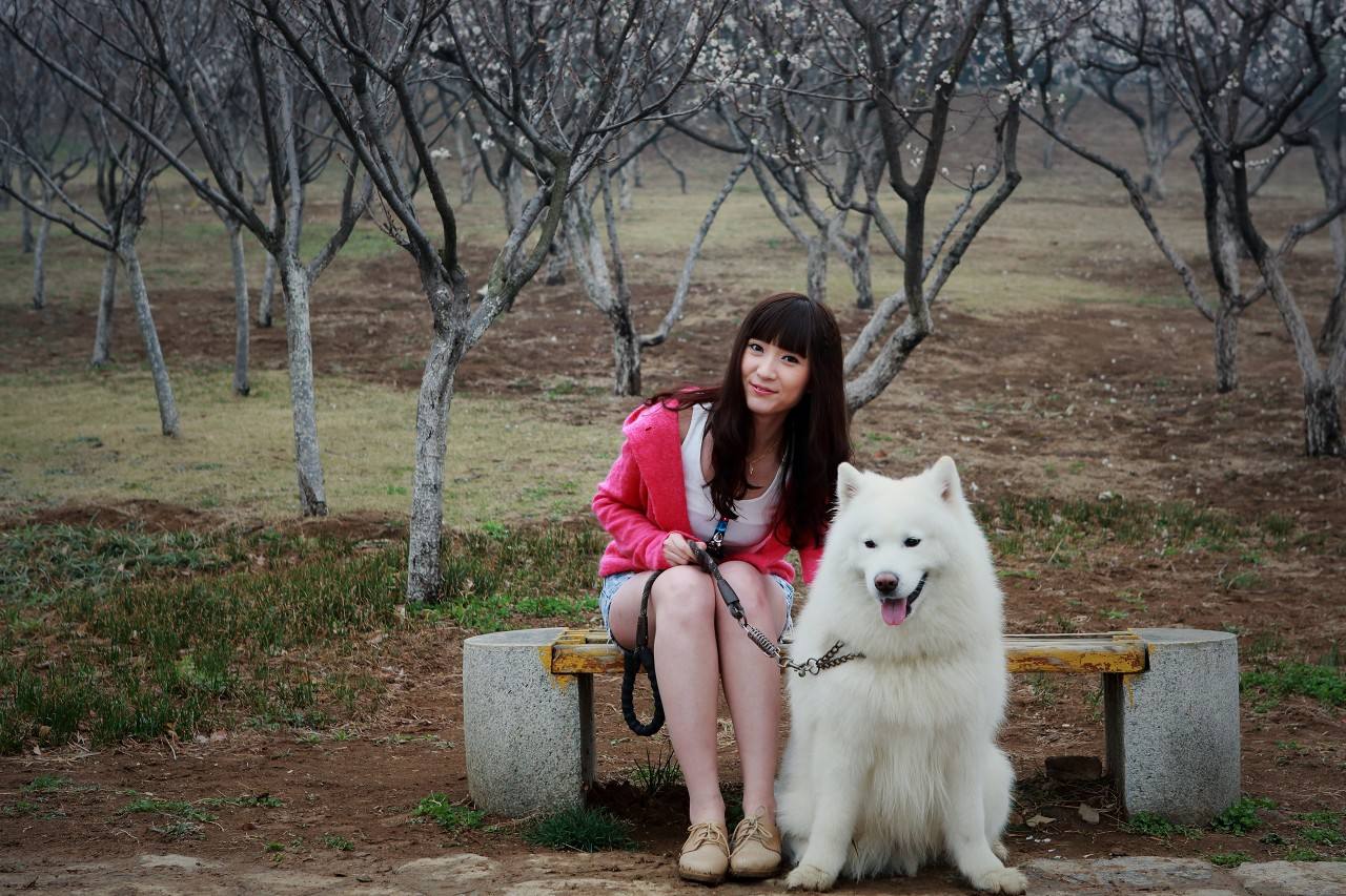 微笑天使萨摩耶犬,微笑天使萨摩耶好养吗