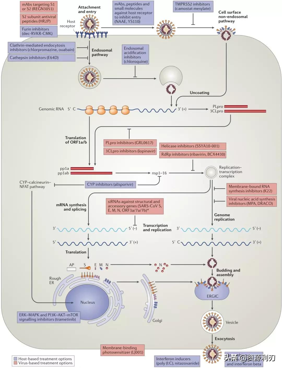 nature杂志新冠病毒,nature治疗新冠