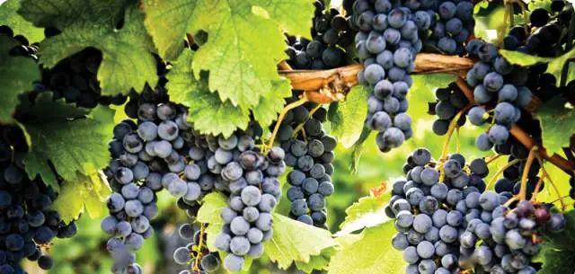 葡萄酒醒酒与不醒的区别,葡萄酒为什么喝之前要醒酒