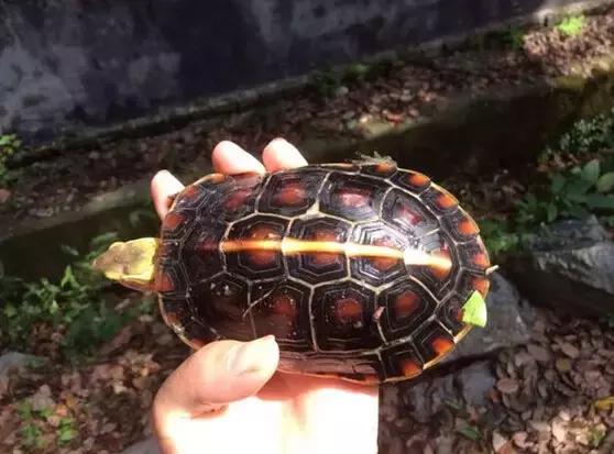 黄缘乌龟宠物,黄缘龟喜欢的植物