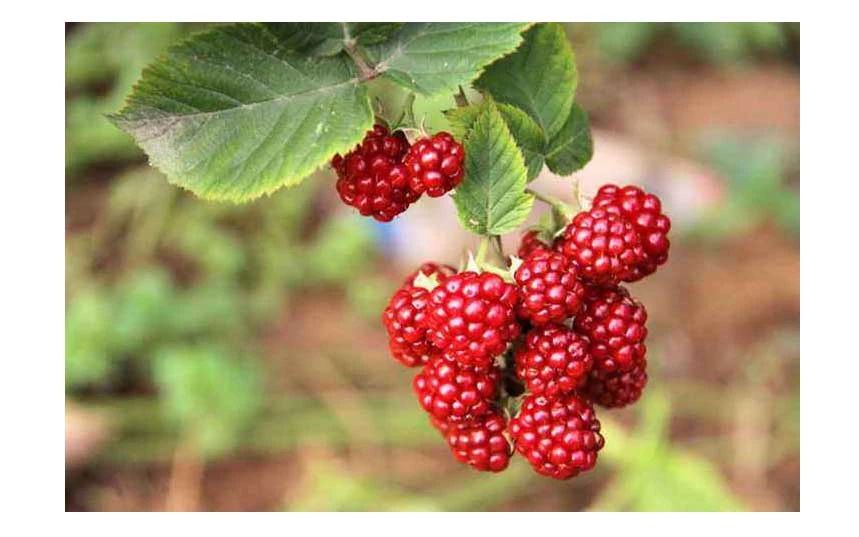 种植摇钱树致富,种摇钱树赚钱吗