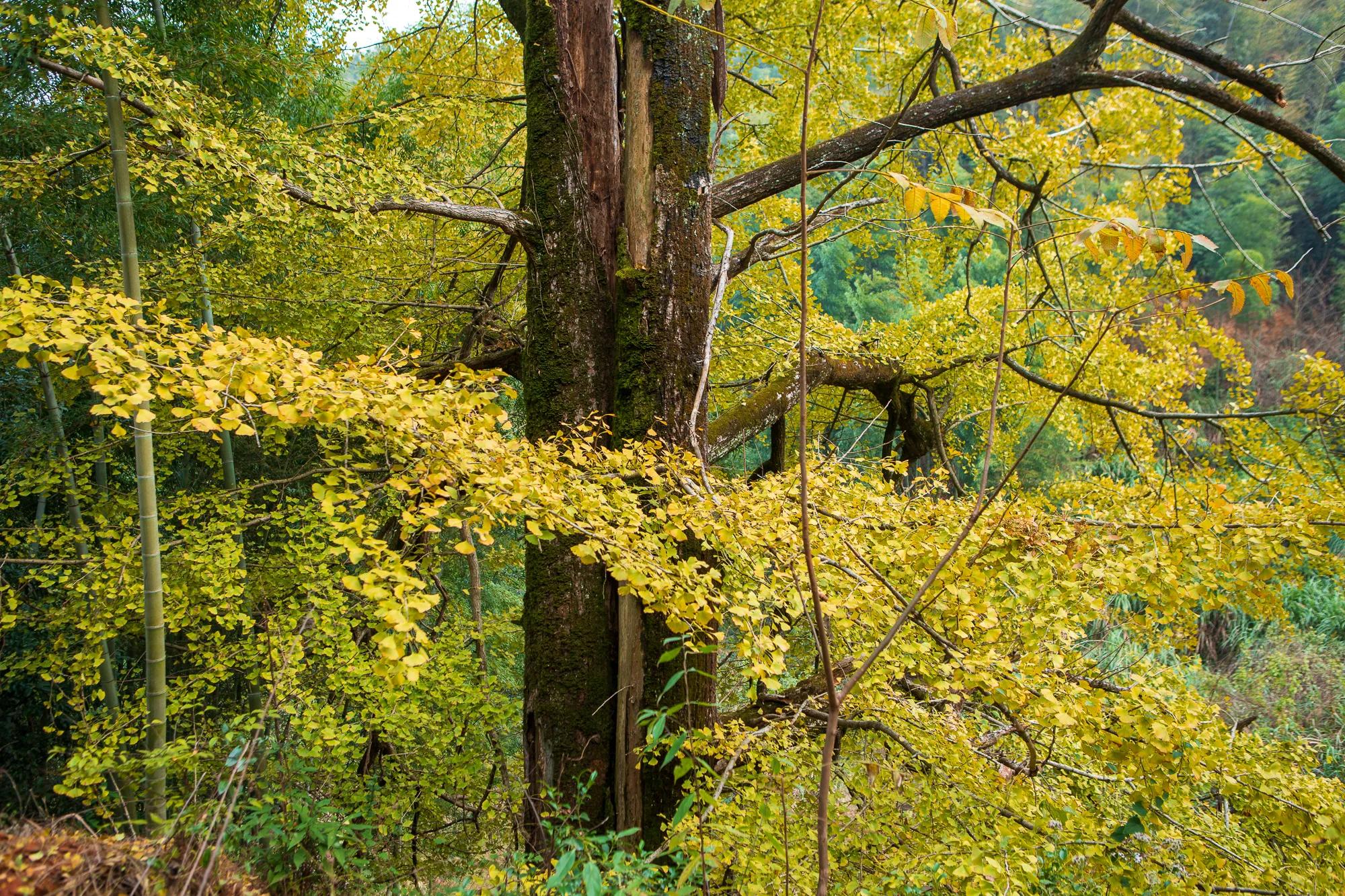 高岭古村银杏,高岭乡高岭村