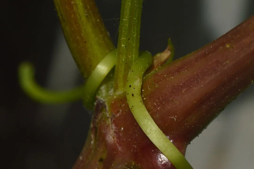 爬山虎的脚课文的优美词汇,爬山虎的脚是几年级课文