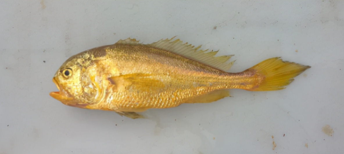 西门外的卖鱼路，真的是因商铺而得名的吗？随我一起去看看吧