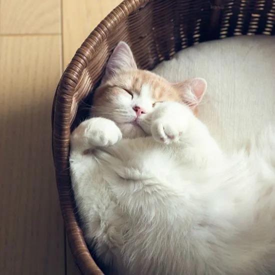 猫咪能控制自己的咕噜咕噜么,猫咪能控制自己的爪子吗