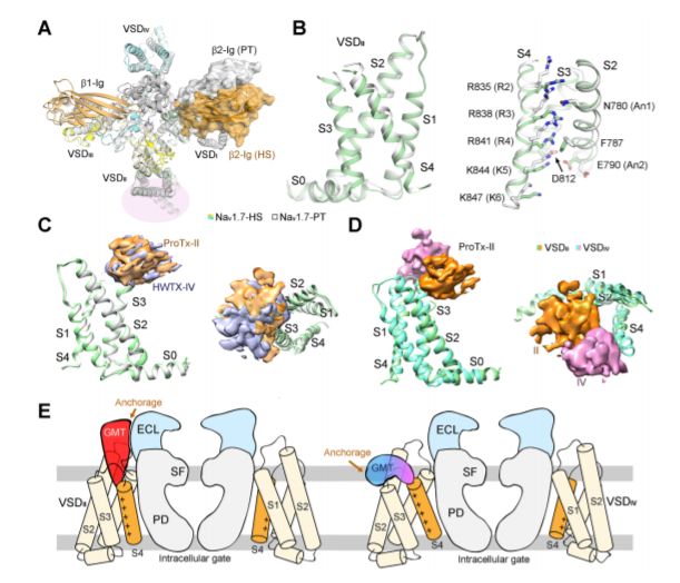 冷冻电镜最新研究,冷冻电镜研究成果涌现