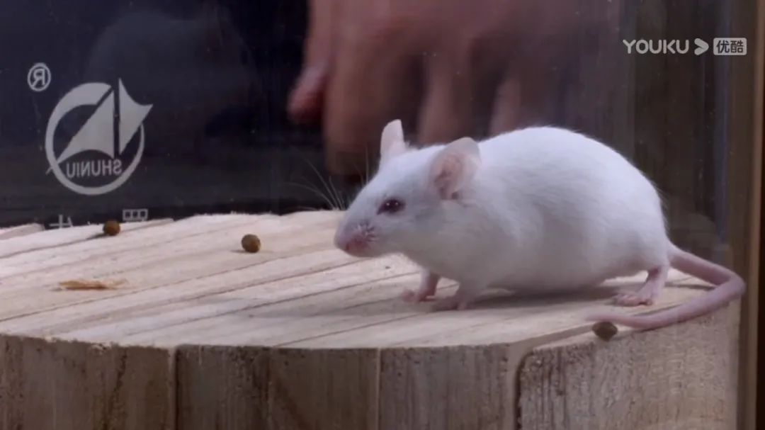 谁才是真正的环保板材,环保板材实测