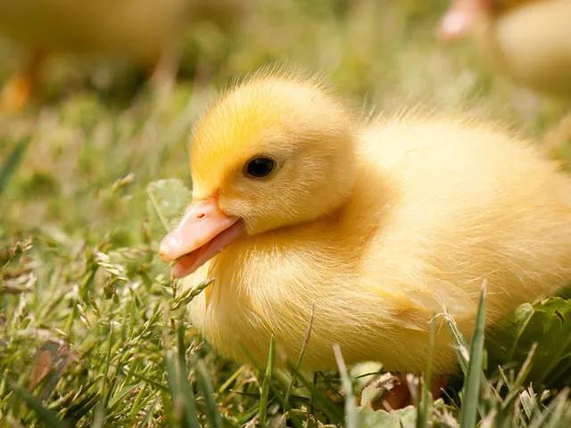 小鸭子放水里游能游回来吗,小鸭子游啊游