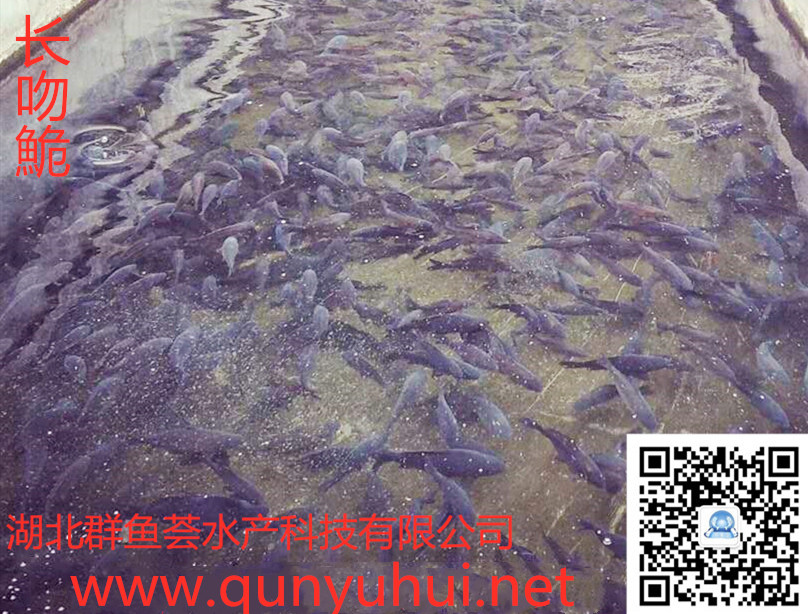鮰鱼的养殖成本,鮰鱼种如何养殖