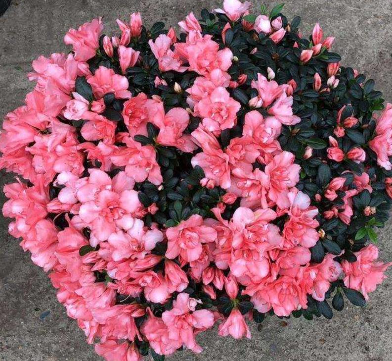 养好杜鹃花有2个条件,用什么方法养好杜鹃花盆栽