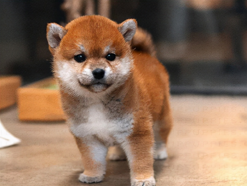 信元发育宝的狗粮怎么样,狗粮推荐幼犬性价比高