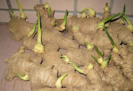 懒人盆栽生姜的种植方法,生姜盆栽到底是深埋还是浅埋