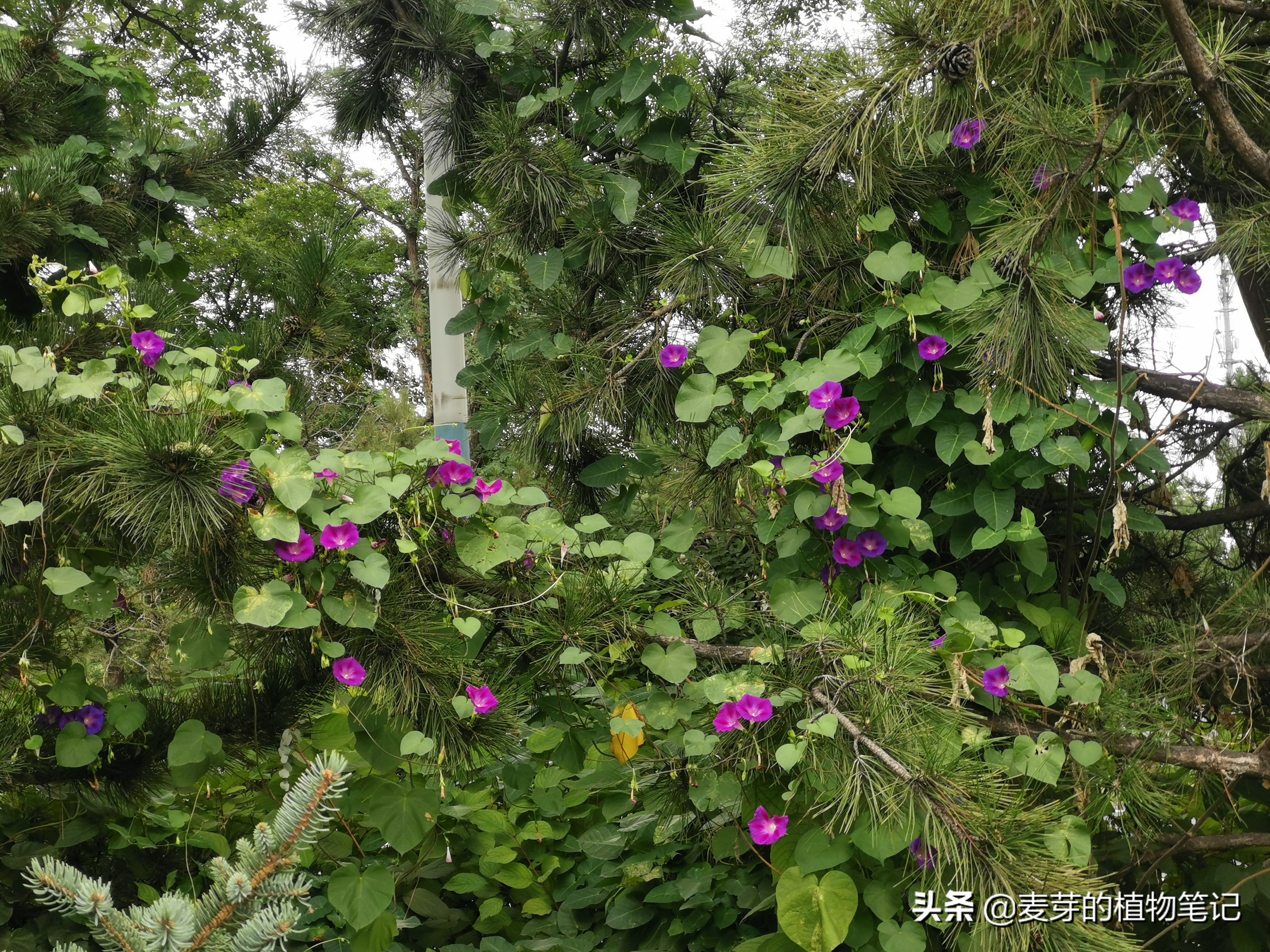 带动物名的植物,哪些动物的名字和植物的相近
