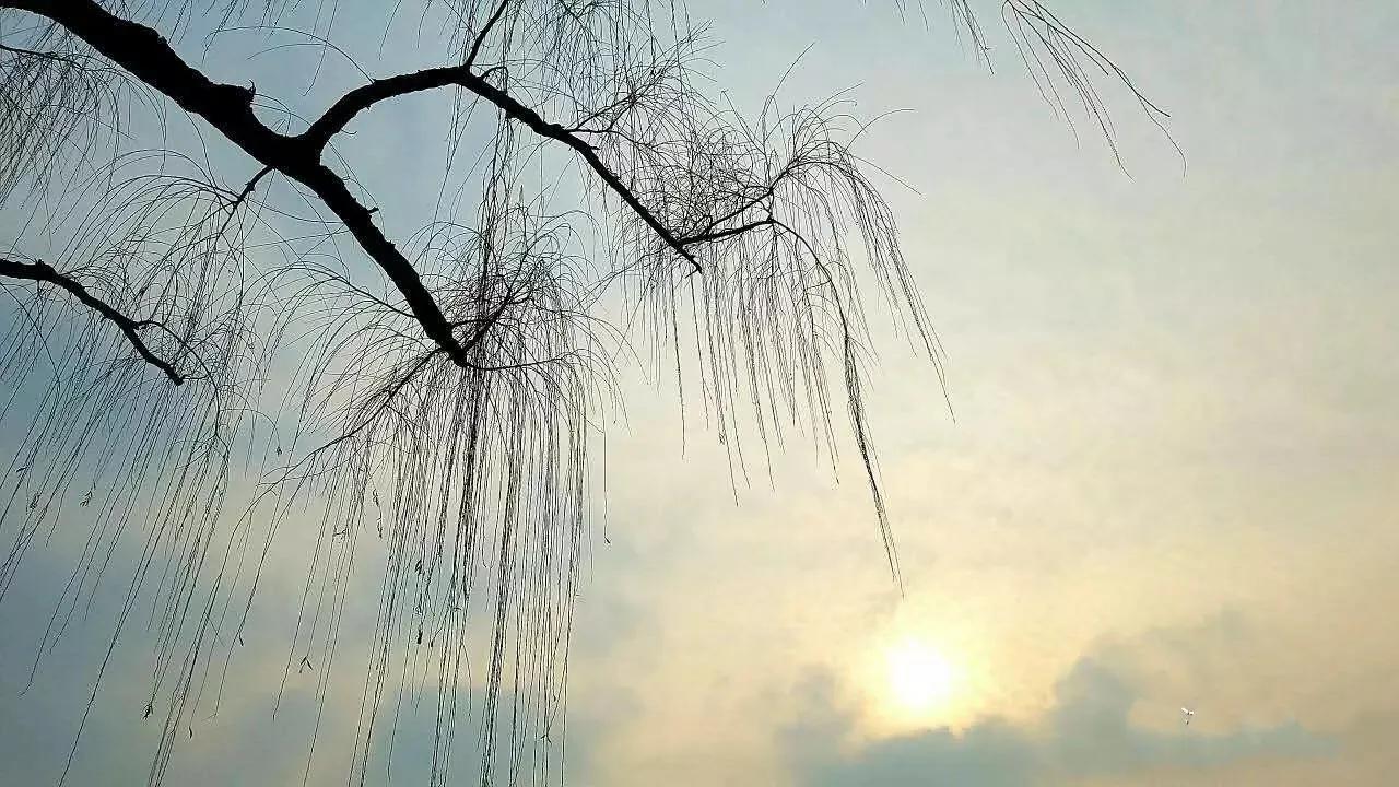 冬之树木，像不像十月怀胎的母亲～冬日随想