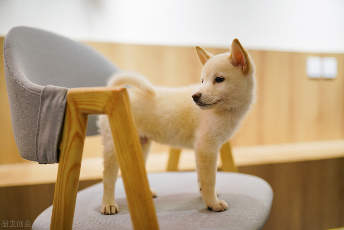 因表情包走红网络,网红柴犬表情包我只想拥有快乐