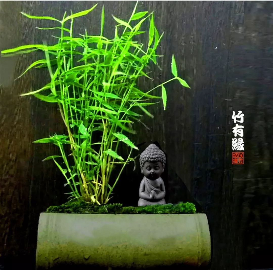 《竹子浇水宝典》竹子浇水是门大学问！