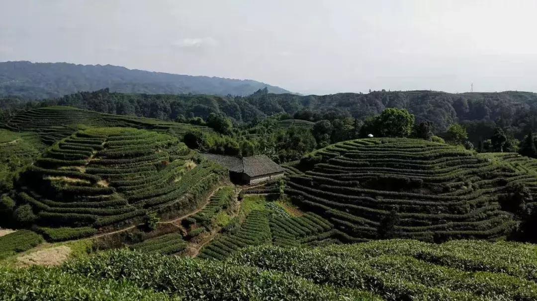 第8届四川国际茶业博览会,四川茶博会在哪里举办