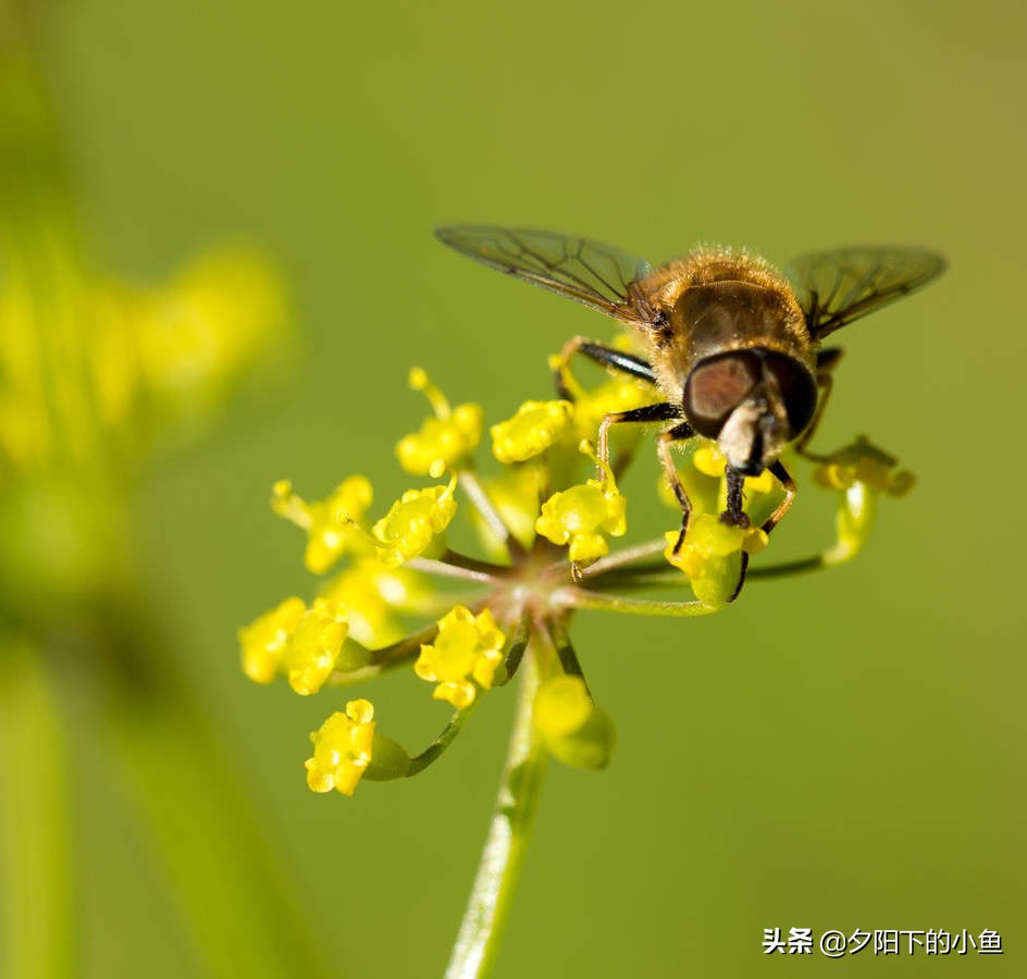 水草泥和水草种子,水草种子骗局大揭秘