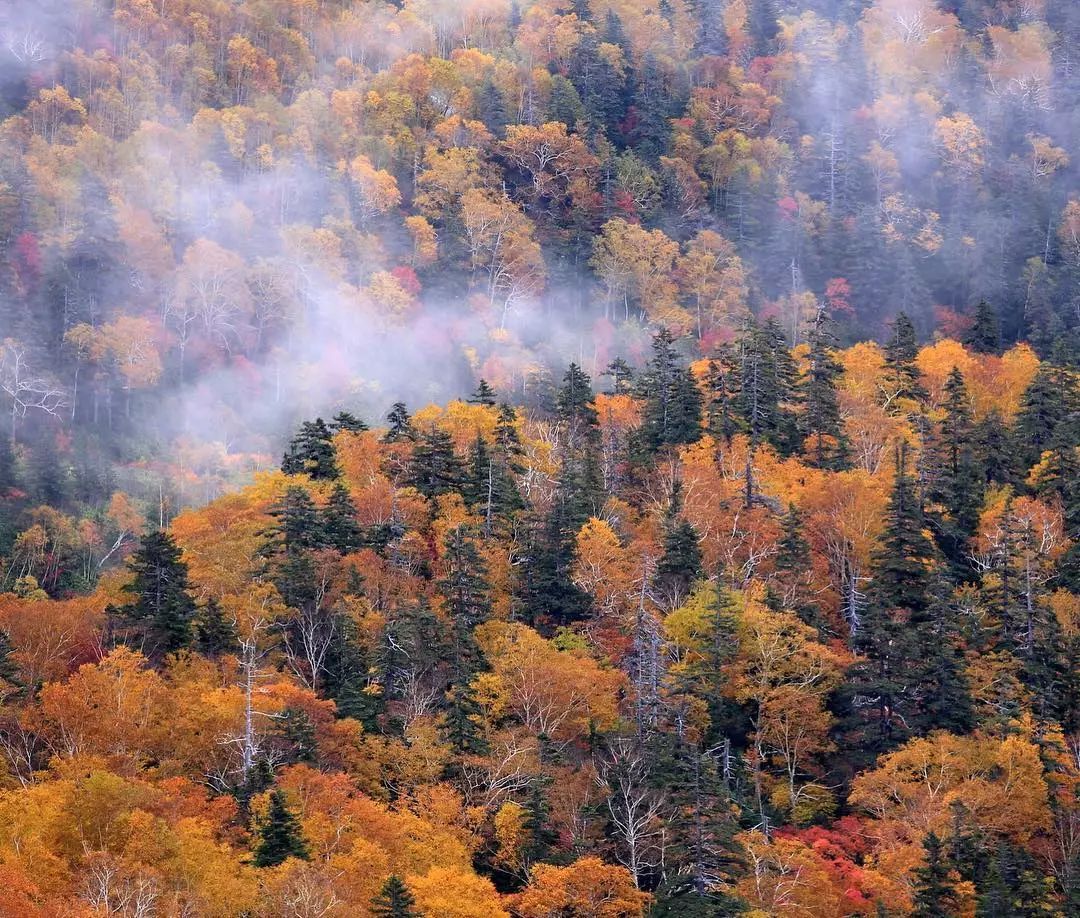 停车坐爱枫林晚风景,停车坐爱枫林晚季节