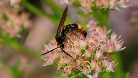 被水母蜇到自救方法,被蜜蜂蜇了怎么自救