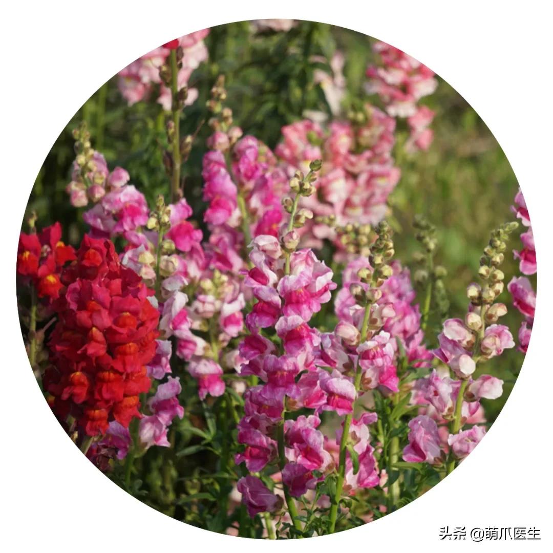 养了猫还可以养兔子吗,养了猫还适合养鹦鹉吗