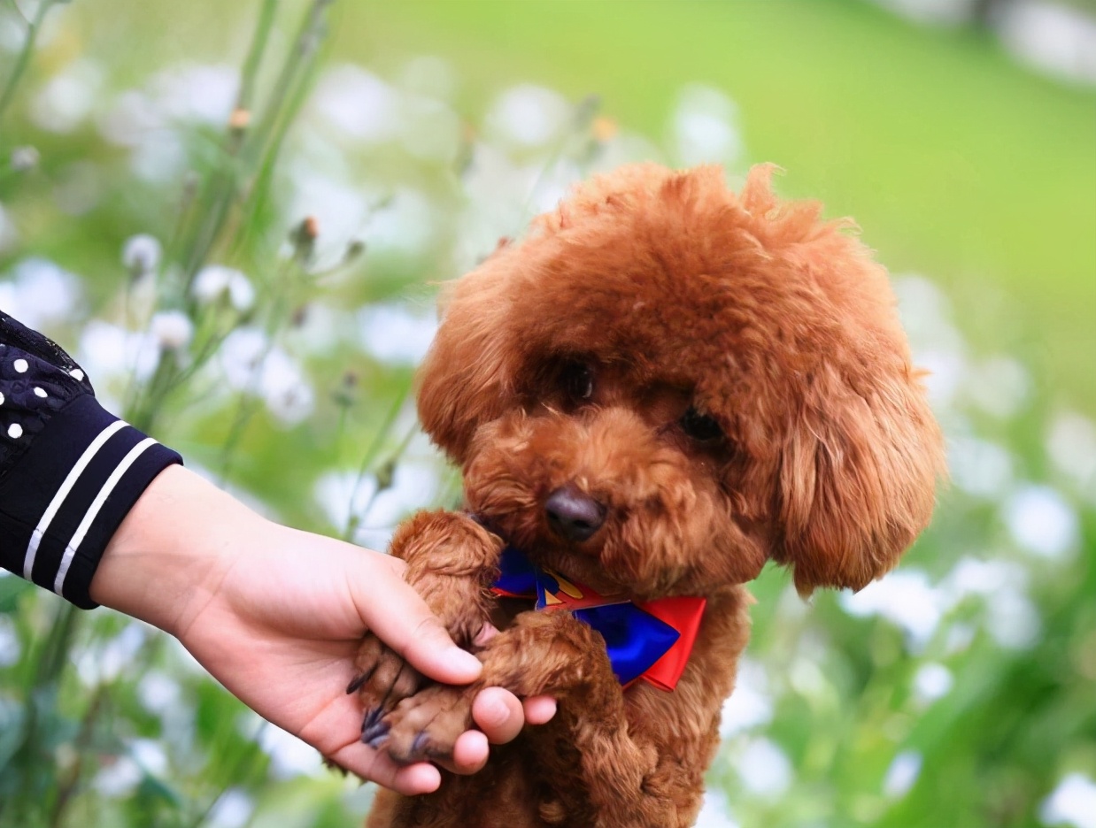 贵宾犬性格,贵宾犬咬人吗性格温和吗