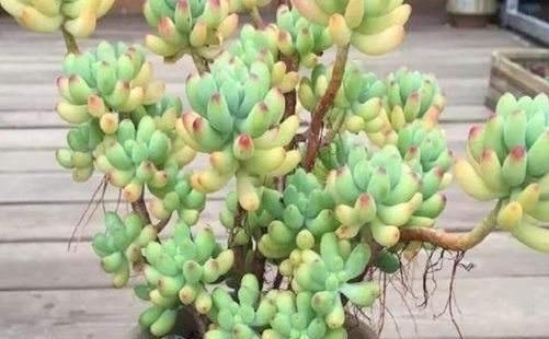 多肉长小白点怎么解除,多肉突然长出小胡须