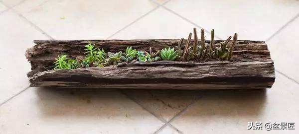 废物改造花盆绿植,旧物改造吊兰花盆