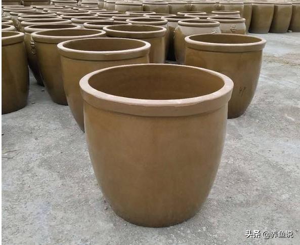 养观赏鱼用多深的鱼缸好,养观赏鱼用原生缸