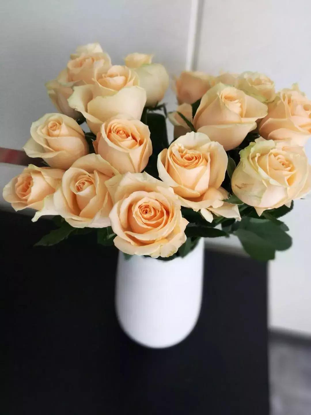 玫瑰鲜花养护方法和时间,玫瑰花束怎么养护延长花期呢