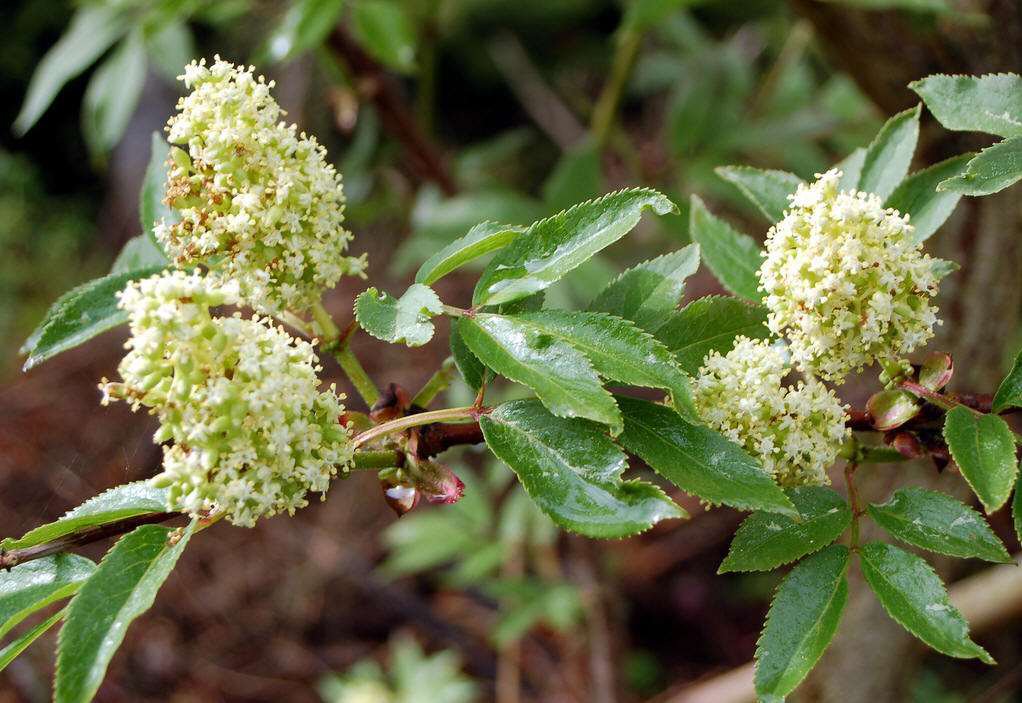 中药材接骨木还有别名吗,中药材接骨木一般和什么药搭配