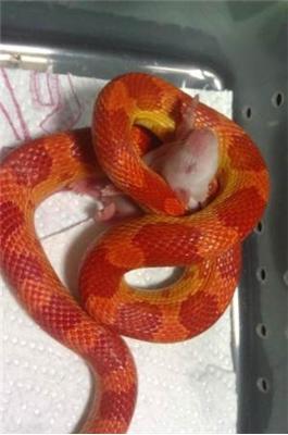 会自己断尾巴的蛇,会捆绑的蛇