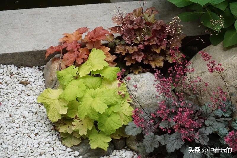 彩叶草矾根组合盆栽,最好看的彩叶草