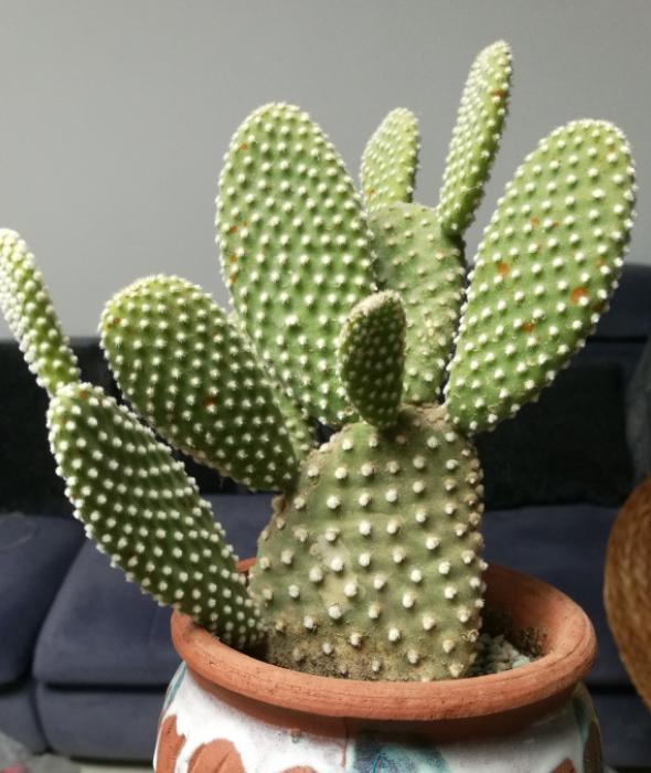 仙人掌长了黑斑怎么办,仙人掌起红斑点怎么治