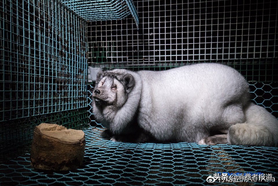 一身貂什么意思,一身貂不如一尺八的腰