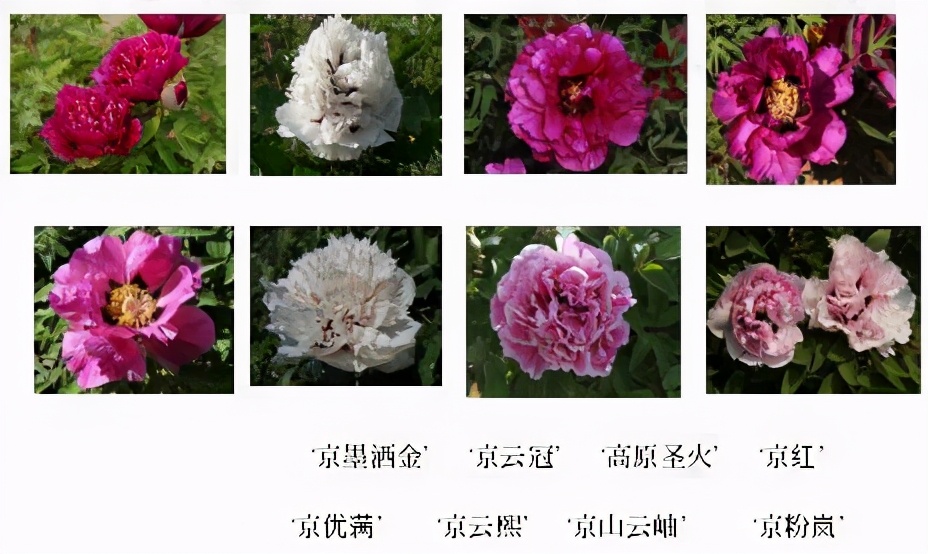 北京林业大学新一轮评估排名,中央一号文件林业部分