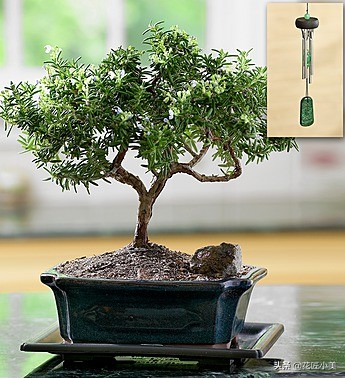 可食用迷迭香盆栽养殖,迷迭香盆栽好养活