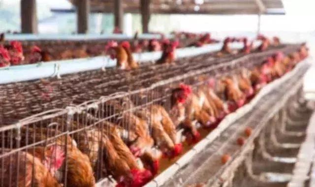 什么时间喂鱼肝油合适,鱼肝油什么时候喂鸡好